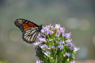 Obraz premium MARIPOSA MONARCA EN UNA FLOR