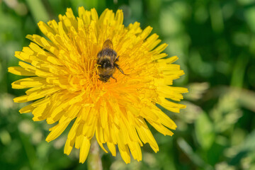 Bee on the dandelion flower.