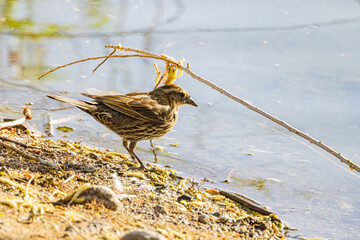 Close up shot of a cute female Red-winged blackbird