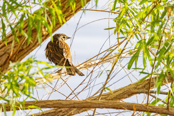 Close up shot of a cute female Red-winged blackbird