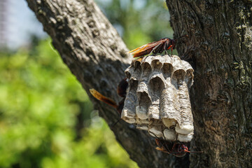 Beehive attached to a tree