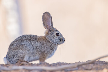 Naklejka na ściany i meble Close up shot of a cute Cottontail rabbit