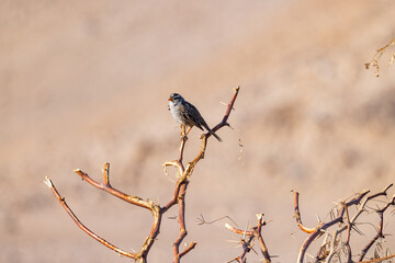 Close up shot of cute sparrow