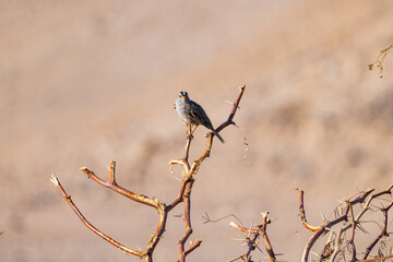 Close up shot of cute sparrow