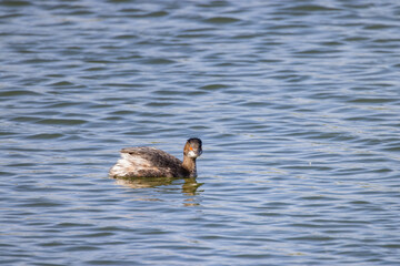 Close up shot of a cute Eared grebe swimming