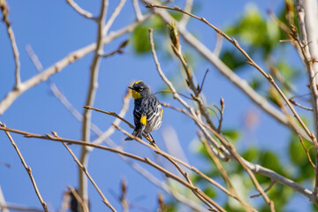 Close up shot of cute Audubon's warbler