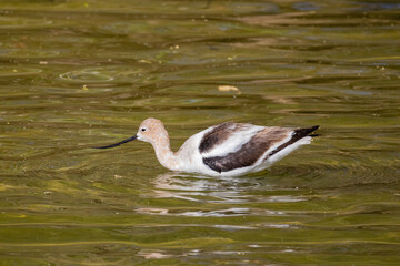 Close up shot of the American avocet