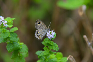 ミントの蜜を吸っているヒメウラナミジャノメ