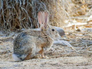 Close up shot of a cute Cottontail rabbit