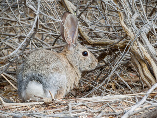 Close up shot of a cute Cottontail rabbit