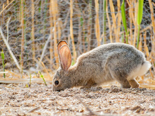 Close up shot of a cute Cottontail rabbit