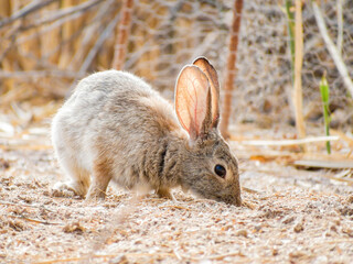 Close up shot of a cute Cottontail rabbit
