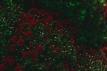 Dark moody floral background of red chrysanthemums. Dark moody autumn