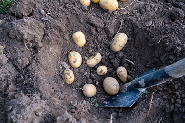 Obraz premium Digging up fresh potatoes with shovels outdoors