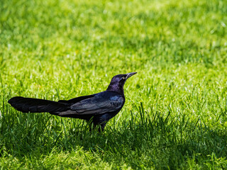 Close up shot of a Great-tailed grackle