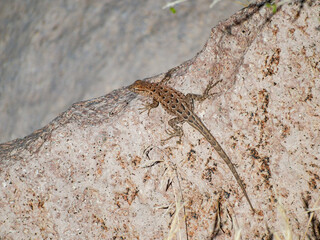 Close up shot of a cute Lizard