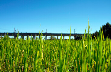 Fototapeta premium 稲と鉄道。