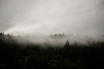 Nature wood background. Misty foggy mountain landscape with fir forest and copy space in vintage retro hipster style