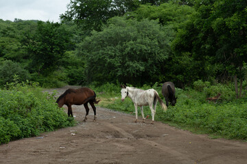 grazing mountain horses