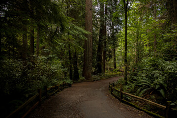 Obraz premium Enchanting path in Fairy Mysterious Forest. . Stranger forest. Background for wallpaper.