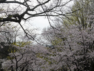 Cherry blossoms during spring at High Park, Toronto.