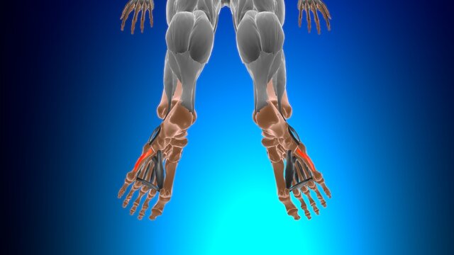 Opponens digiti minimi of foot Muscle Anatomy For Medical Concept 3D