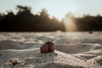Caracol con puesta al sol