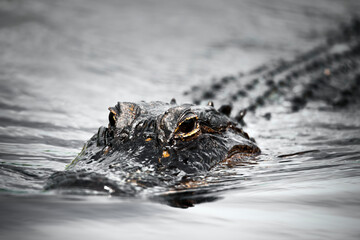 crocodile in the water