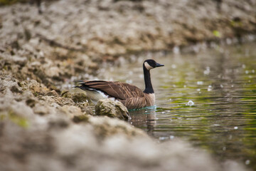 country goose on the shore