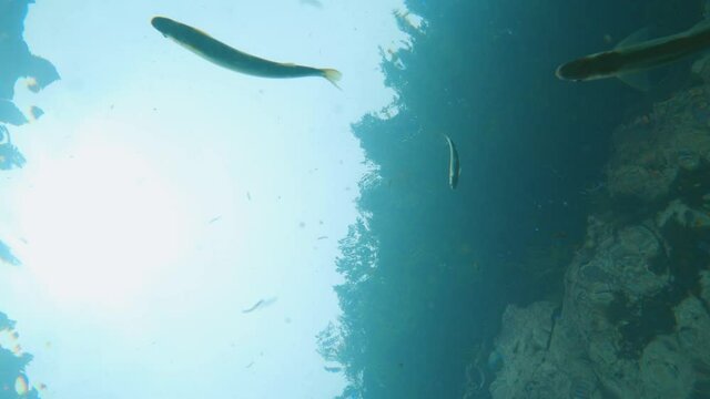 Ayu Sweetfish swimming through clear mountain water in Gifu Japan