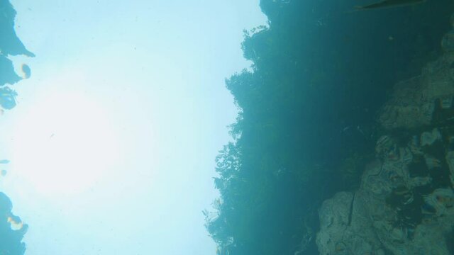 Japanese Ayu Sweetfish (Plecoglossus altivelis) migrating in freshwater river