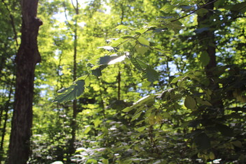 Focusing in on a branch, within a forest visible in the background.