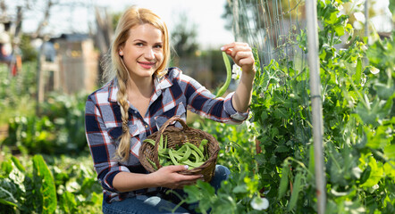 Positive woman farmer gardening on broad beans beds at garden