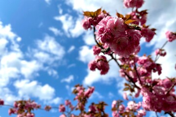 埼玉の桜と空