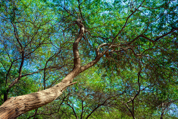 Obraz premium Tree