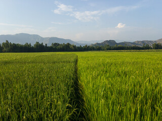 Obraz premium Rice crop growing in the fields