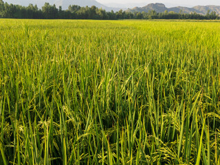 Closeup of a rice fields in the village at swat valley