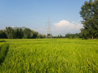 Beautiful scenery of a rice fields in swat valley