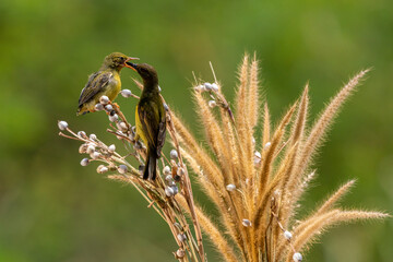 Yellow Sunbird just feeding her chick in the bright morning with bokeh background.