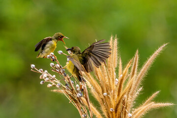 Yellow Sunbird just feeding her chick in the bright morning with bokeh background.