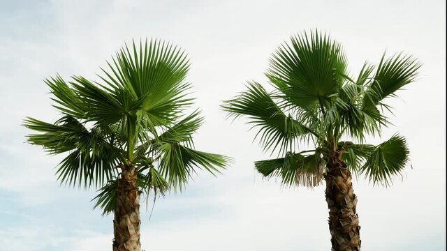Two European fan palms over sky daytime, static shot