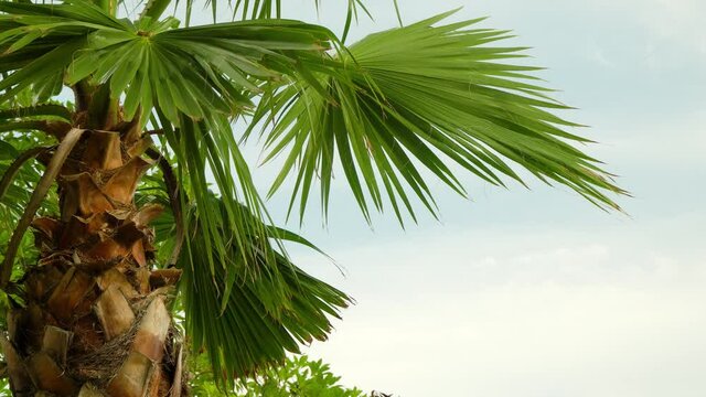 Mediterranean dwarf palm tree closeup on cloudy sky background daytime