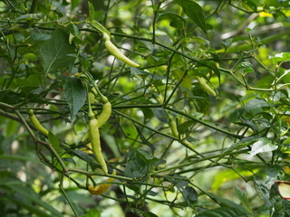Fresh pepper on tree