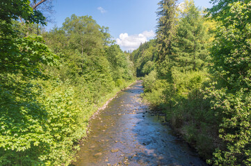 Fototapeta na wymiar Beginning of vistula river between trees near Czernianskie lake at summer time in Wisla, Poland.