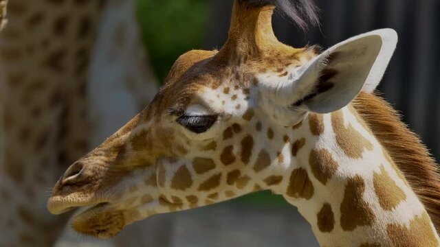 Macro close up shot of cute giraffe chewing outdoors during sunny day,slowmotion