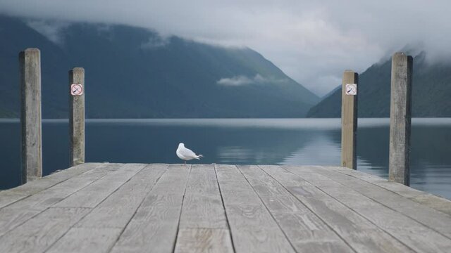 Static shot of a Seagull on famous Rotoiti lake jetty in New Zealand, shot on early morning in 4K.