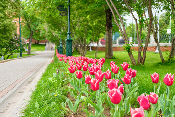 Tulips in the Alexander Garden near the Kremlin Wall in Moscow.