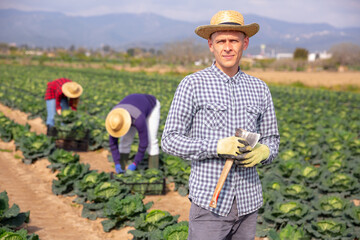 Focused farmer with group of workers hand harvesting crop of savoy cabbage on farm field on sunny spring day