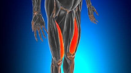 Vastus medialis Muscle Anatomy For Medical Concept 3D