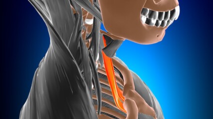 Sternothyroid Muscle Anatomy For Medical Concept 3D